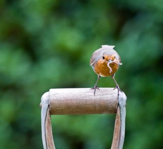 Robin (Erithacus rubecula) with worm on garden fork handle