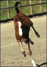 foal12main.jpg