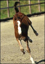 foal12main.jpg