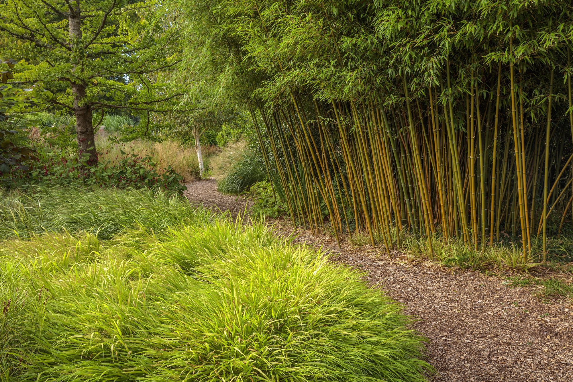 Different types of grasses at Knoll Garden, Dorset
