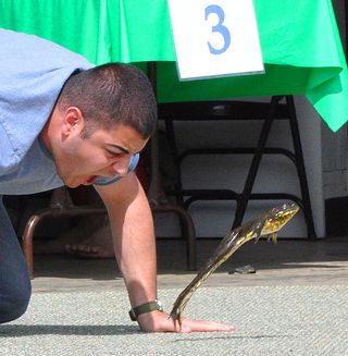 A frog jockey motivates his frog to jump at the Calaveras County Fair and Jumping Frog Jubilee.