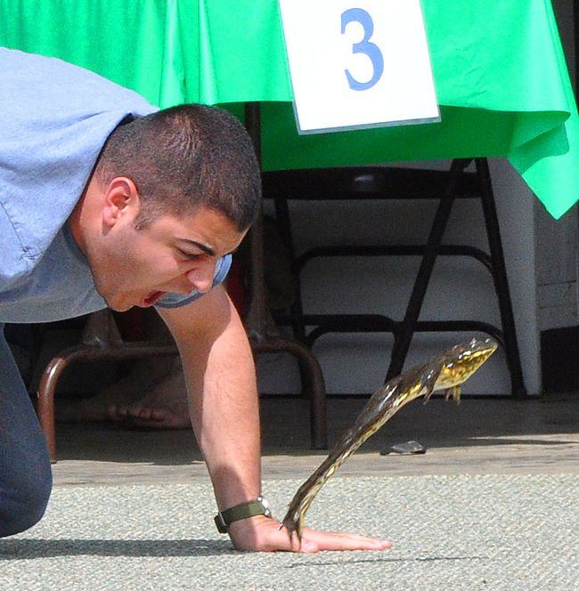 Secrets to the Biggest Frog Jumps Ever Revealed Live Science