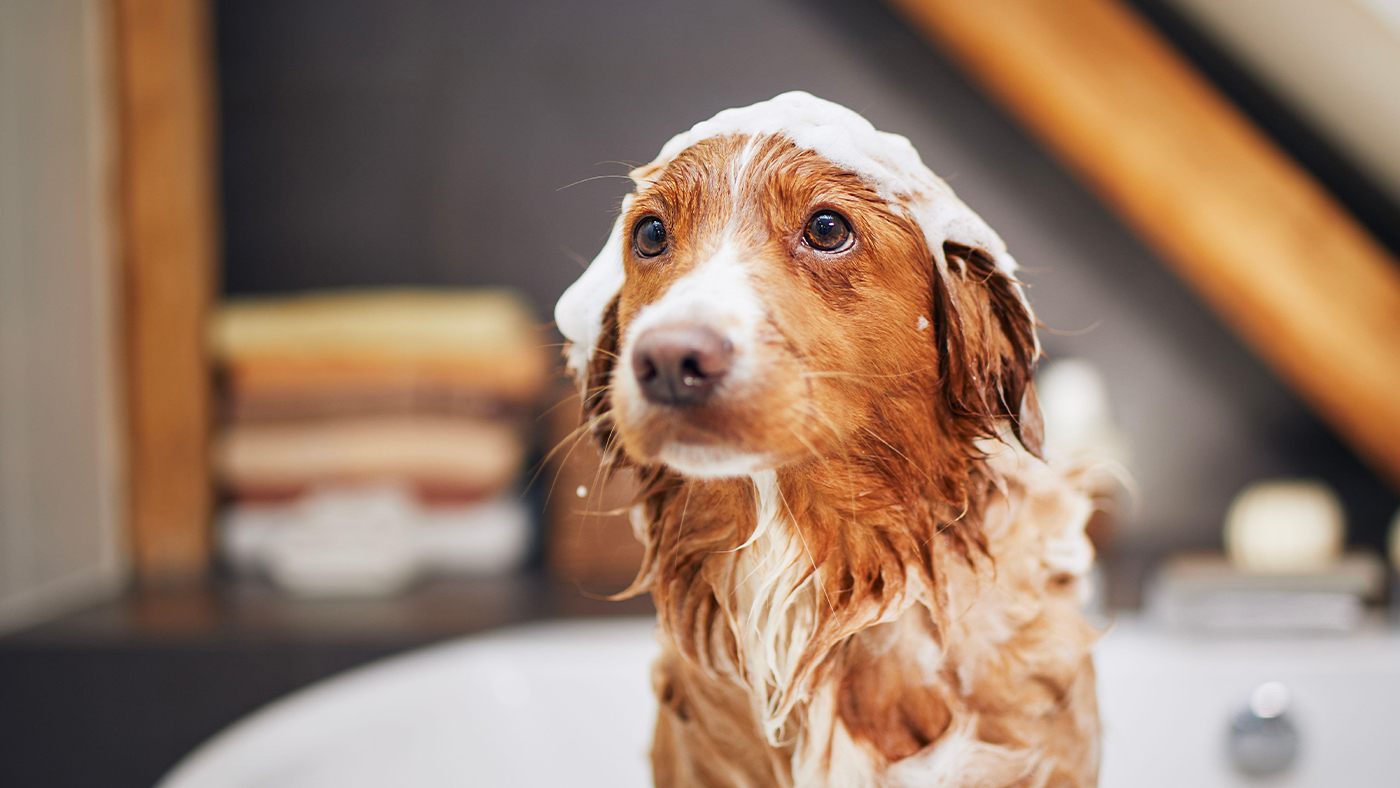 Dog being washed with one of the best dog shampoos