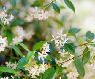 star jasmine in bloom