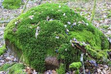Large Rock Covered With Moss
