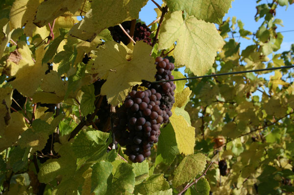 grape variety, Gewurztraminer Alsace