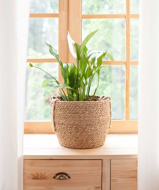 peace lily in pot on window sill