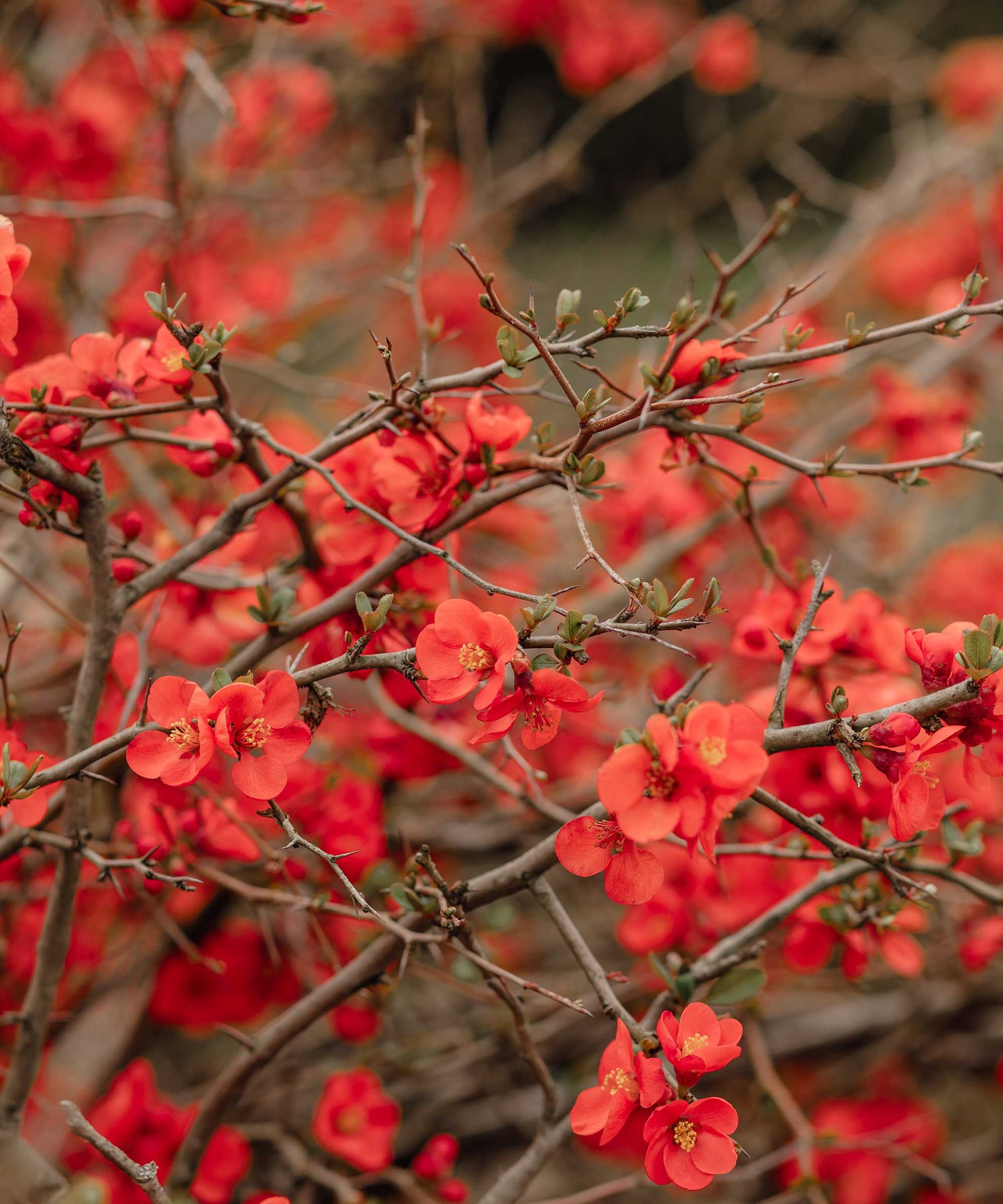 flowering quince