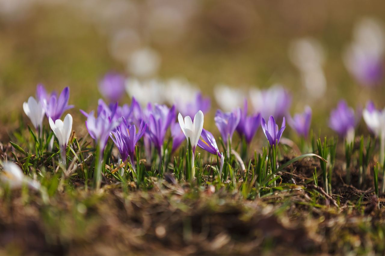 Crocuses