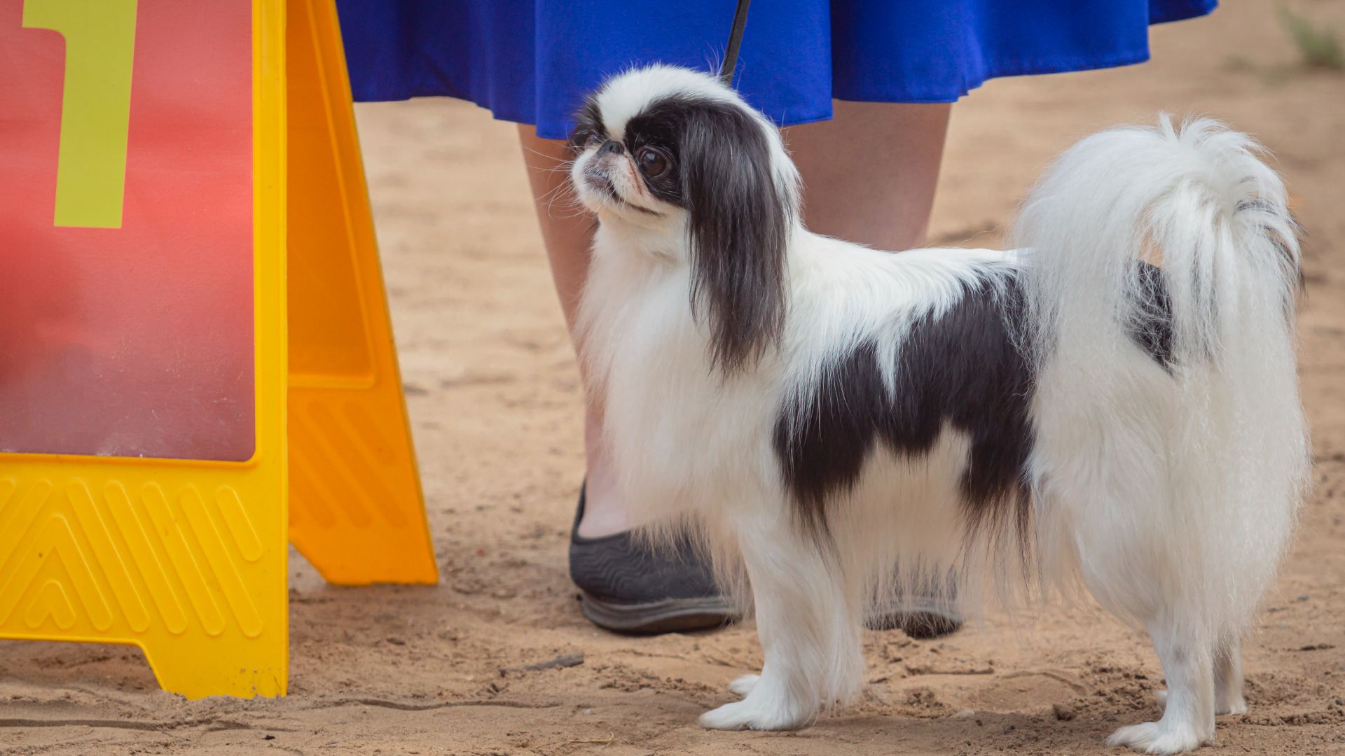 Japanese Chin
