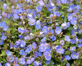 Veronica speedwell groundcover