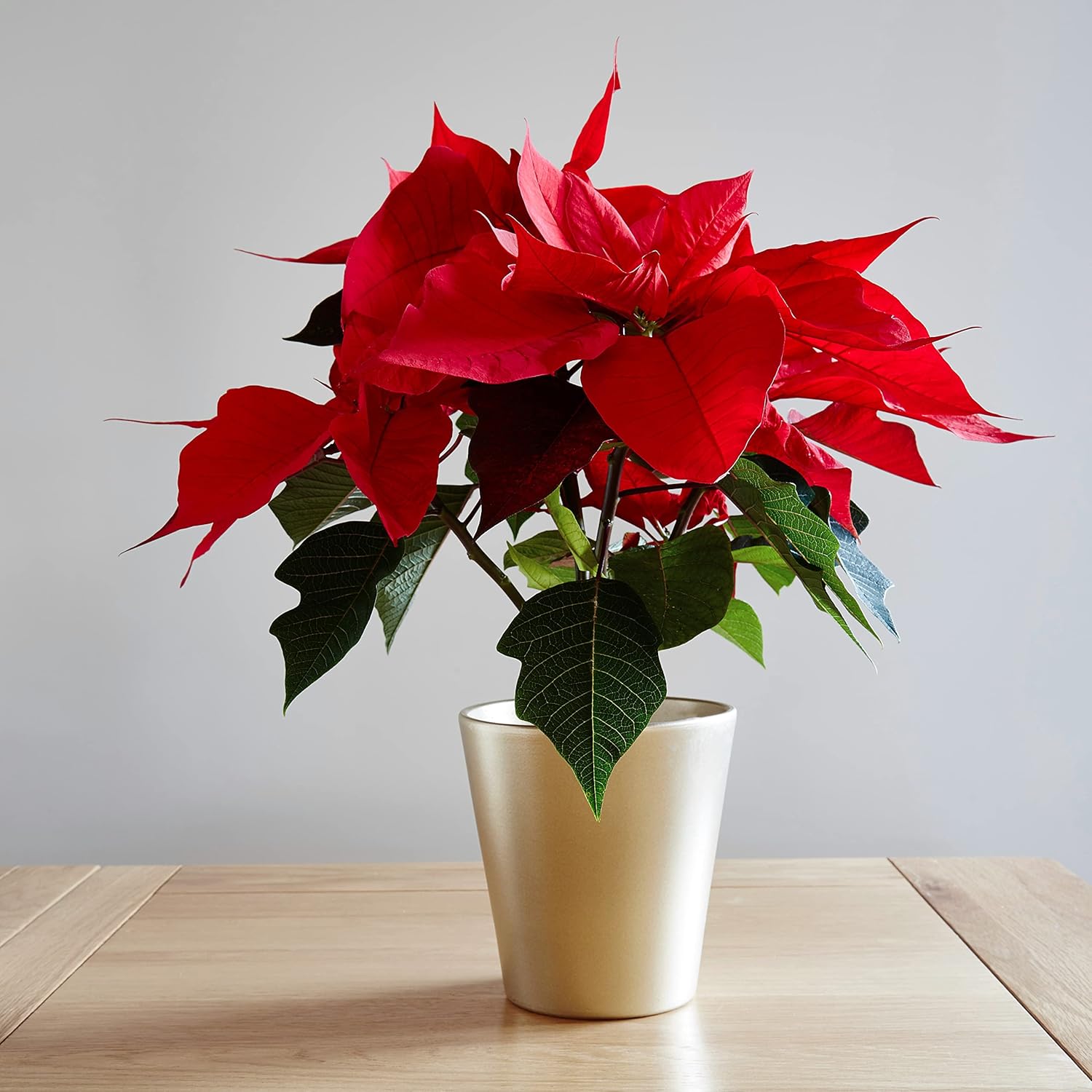 Poinsettia Plant - Christmas Eve | Real Festive Christmas House Plants | Indoor Potted Plants (40-60cm Incl. Pot)