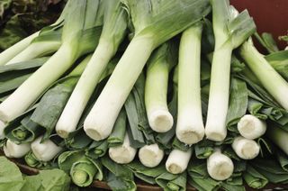 grow your own leeks: Musselburgh variety