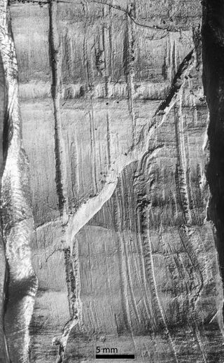 A close-up of an epoxy cast of transverse cut marks on the base of the mastodon tusk — the large diagonal mark is a fracture through the outer layer.