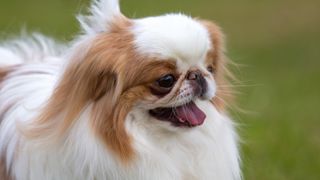 Close up of Japanese Chin face