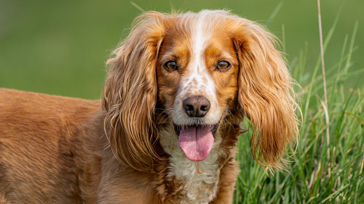 Cocker Spaniel