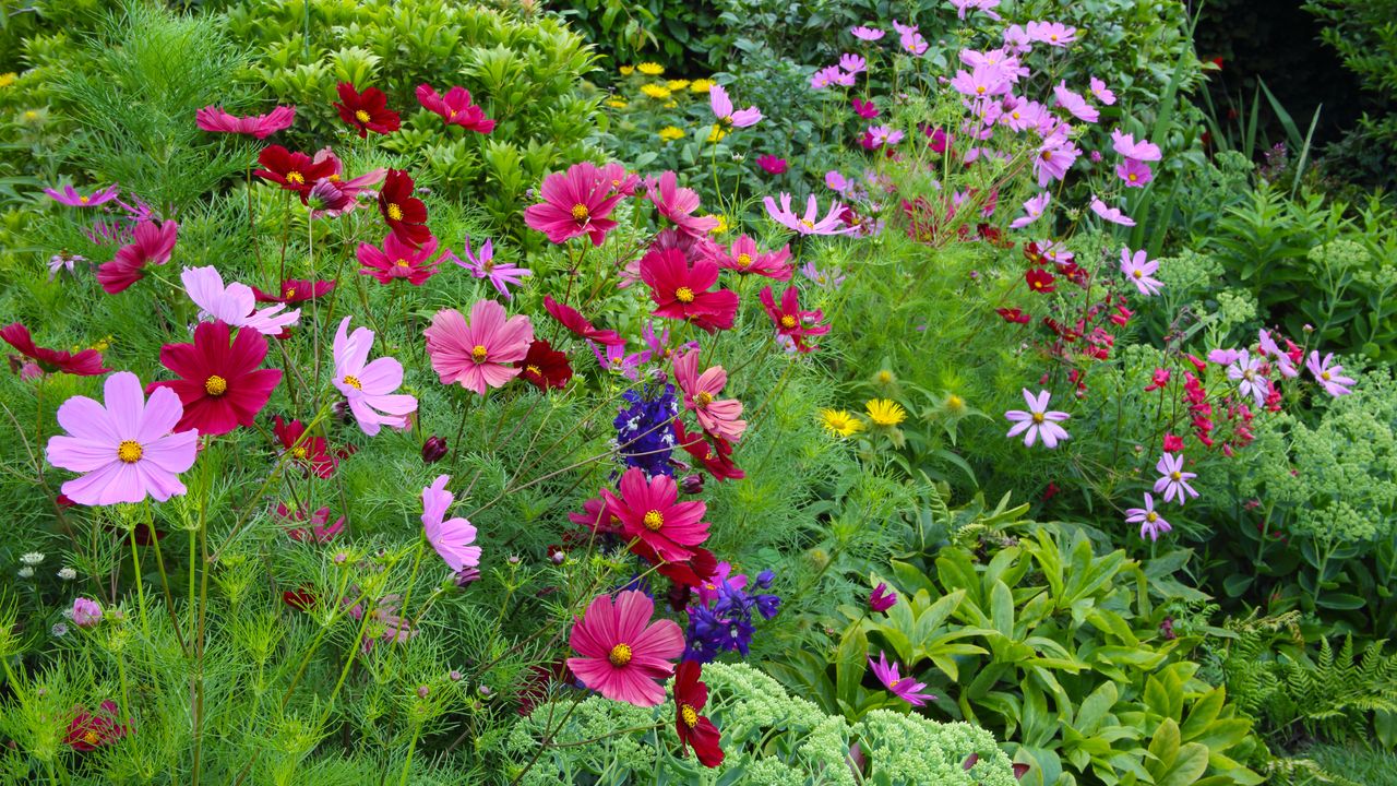 Assortment of colourful cosmos growing in field