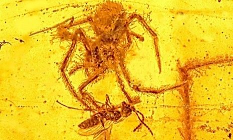 This 100-million-year-old fossil is the first ever piece of amber to capture a spider in the middle of attacking it&amp;#039;s prey.