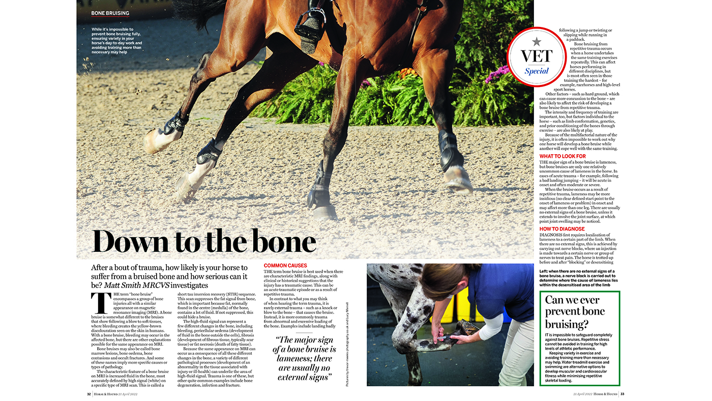 vet bone
