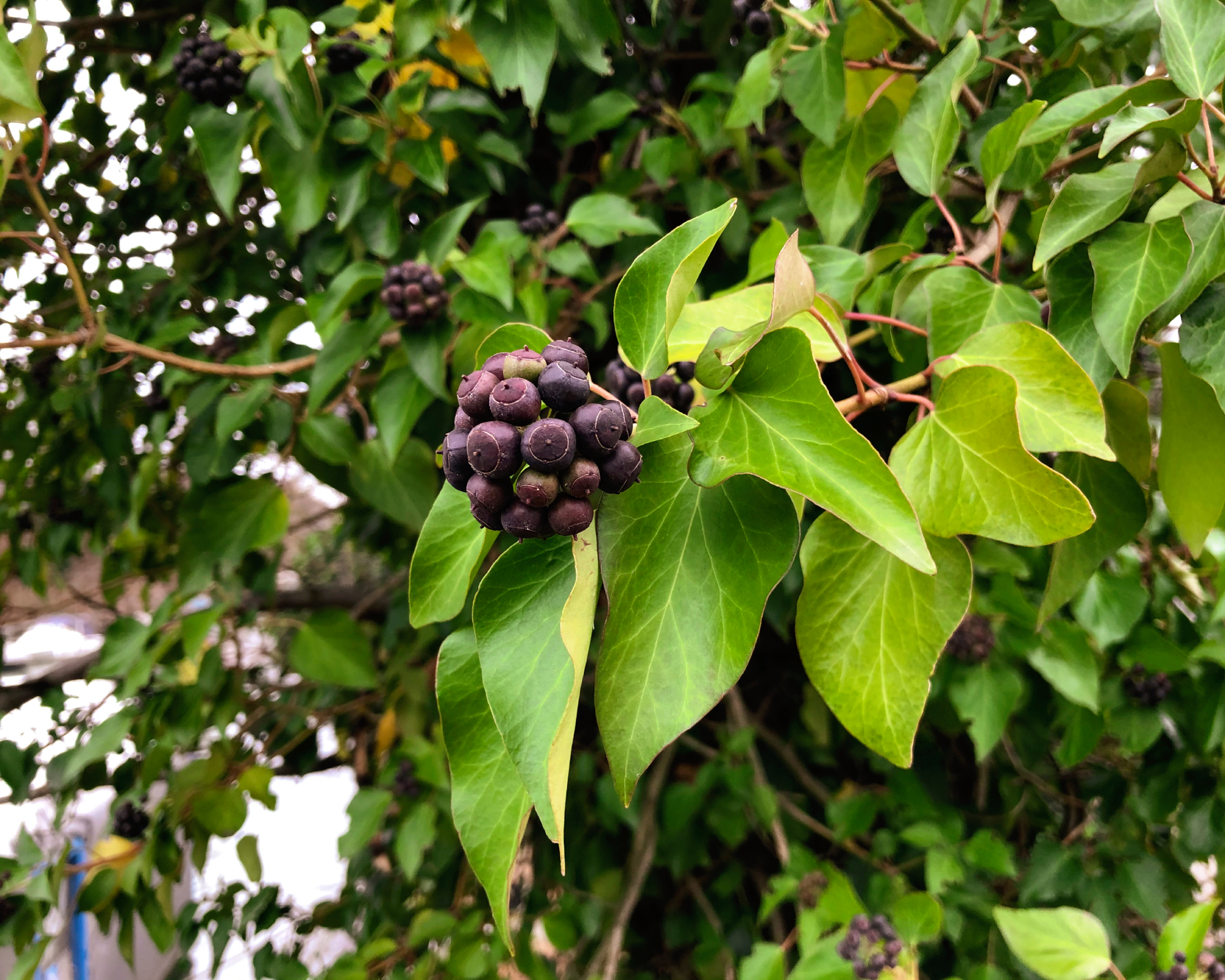 Dark blue berries on Irish ivy plant