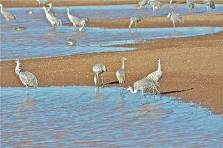 sandhill cranes, bird photos