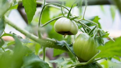 green tomatoes with blossom end rot