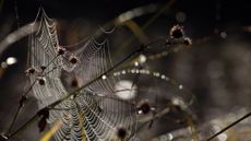 Spider web