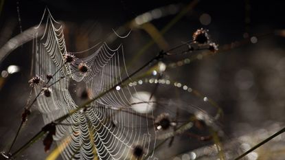 Spider web