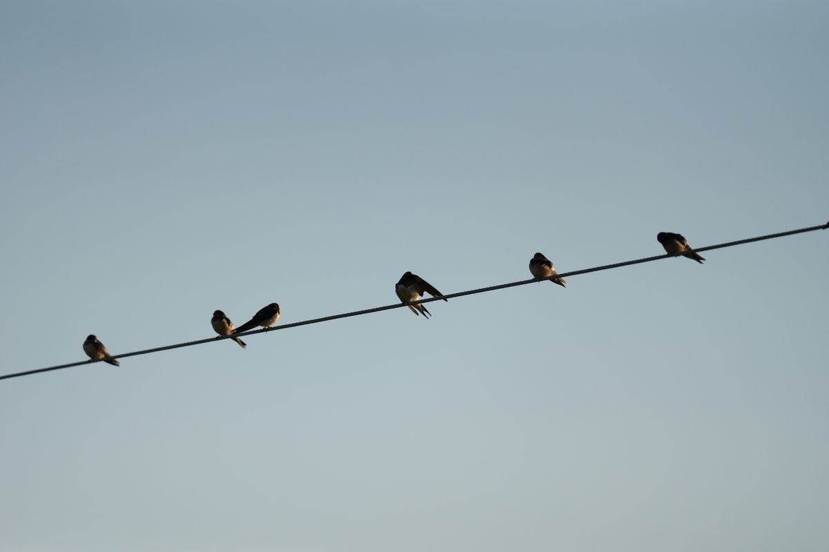 Image samples from the Sony 400mm f/4.5 GM OSS and the Sony A7 V