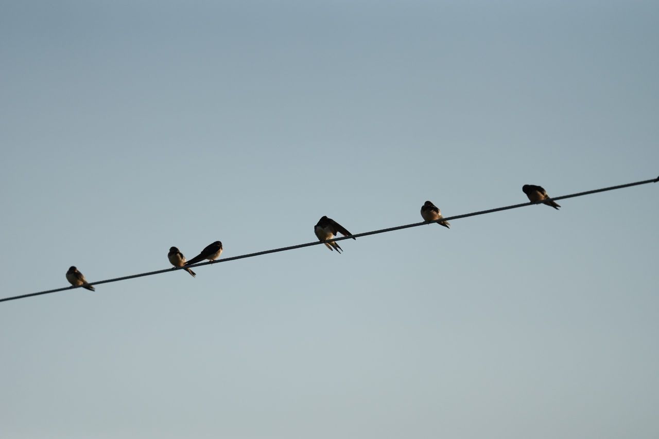 Image samples from the Sony 400mm f/4.5 GM OSS and the Sony A7 V