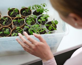 Storage box mini greenhouse