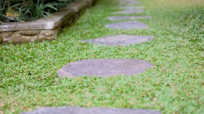 Stepping stones forming a garden path
