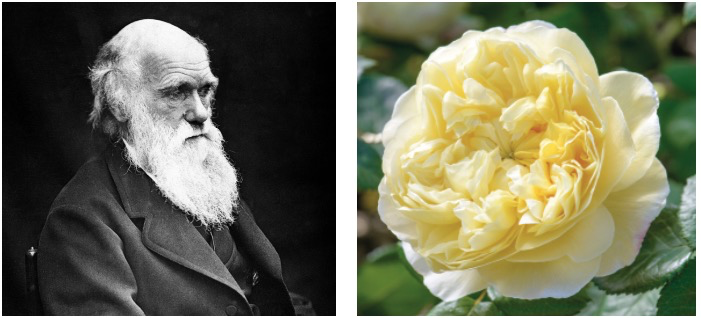 The Charles Darwin rose by David Austin Roses