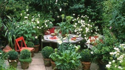 patio garden with bee friendly flowers