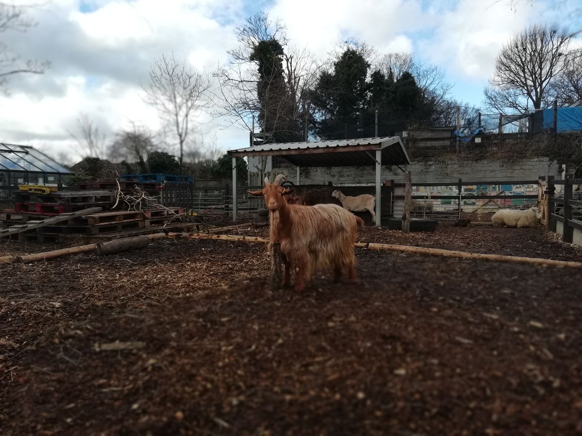 The blur mode has made this goat look quite dramatic. But check out the anomalies in the background trees.