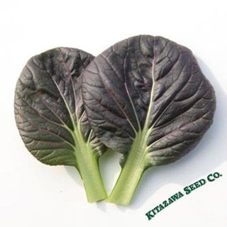 Pak Choi - Red Tatsoi 