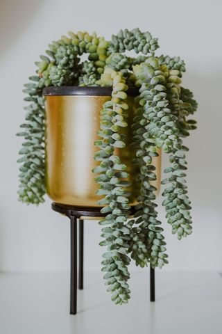 A trailing burros tail plant in a gold hanging pot