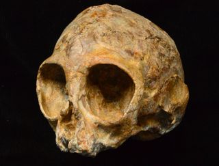 This skull belongs to a 16-month-old ape, now called &lt;em&gt;Nyanzapithecus alesi&lt;/em&gt;, that died about 13 million years ago.