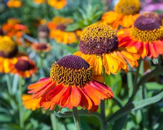 Bronze and red flowers of Helenium Short and Sassy