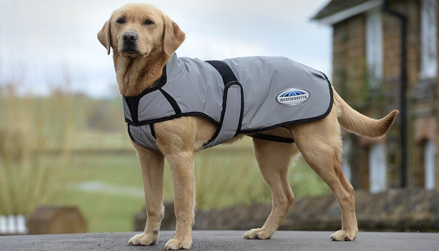 Weatherbeeta dog coat