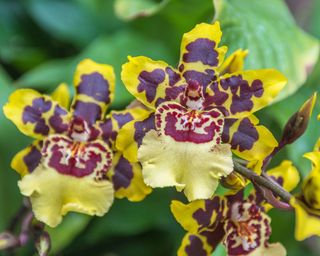 Yellow and red Oncidium orchid