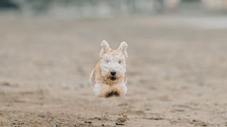 A Lakeland Terrier flying in the air on a beach