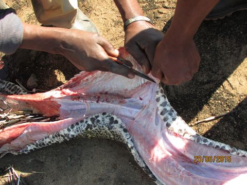 In Images: Hungry Python Eats Porcupine Whole | Live Science