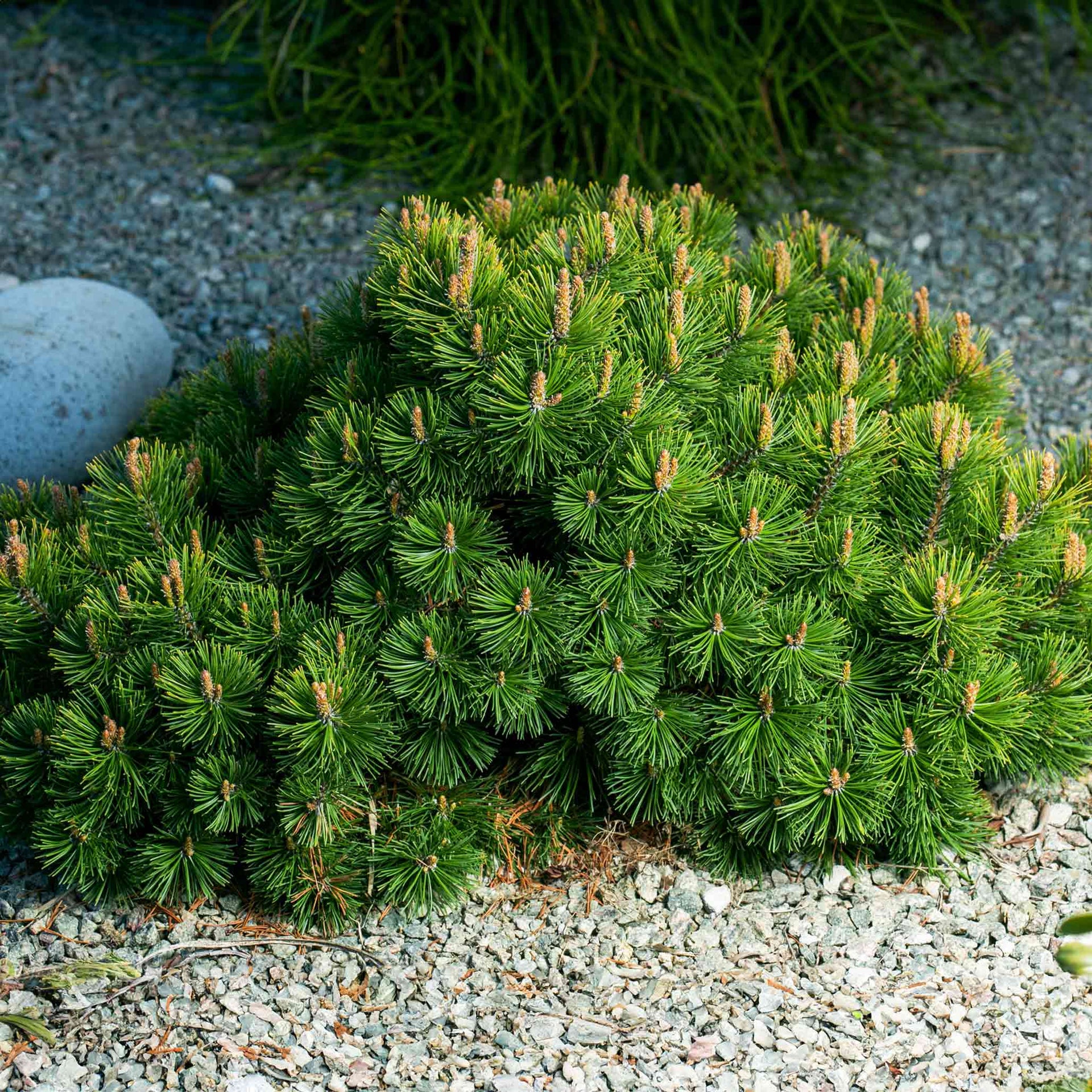 Pumillio Mugho Pine - 2 Gallon