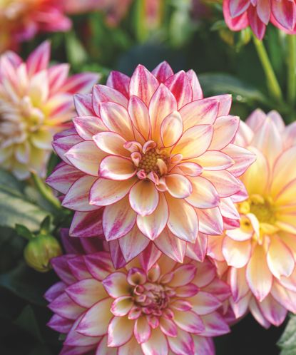 Deadheading dahlias: what to do when your blooms fade | Gardeningetc