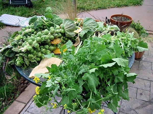 Brussel sprouts are famous