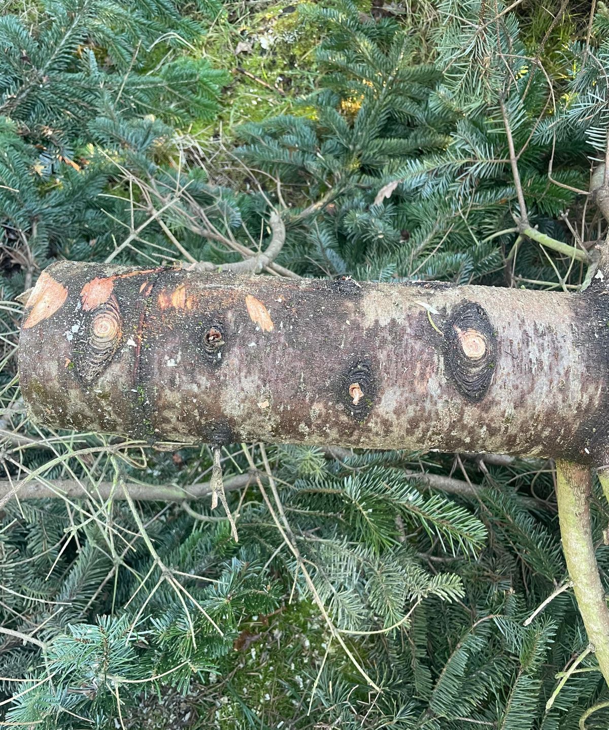A Christmas tree trunk with its branches cut off