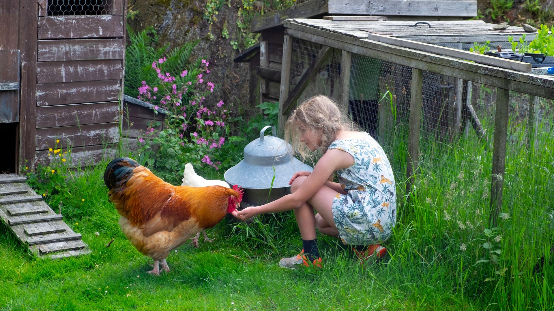 Girl feeding chickens at home