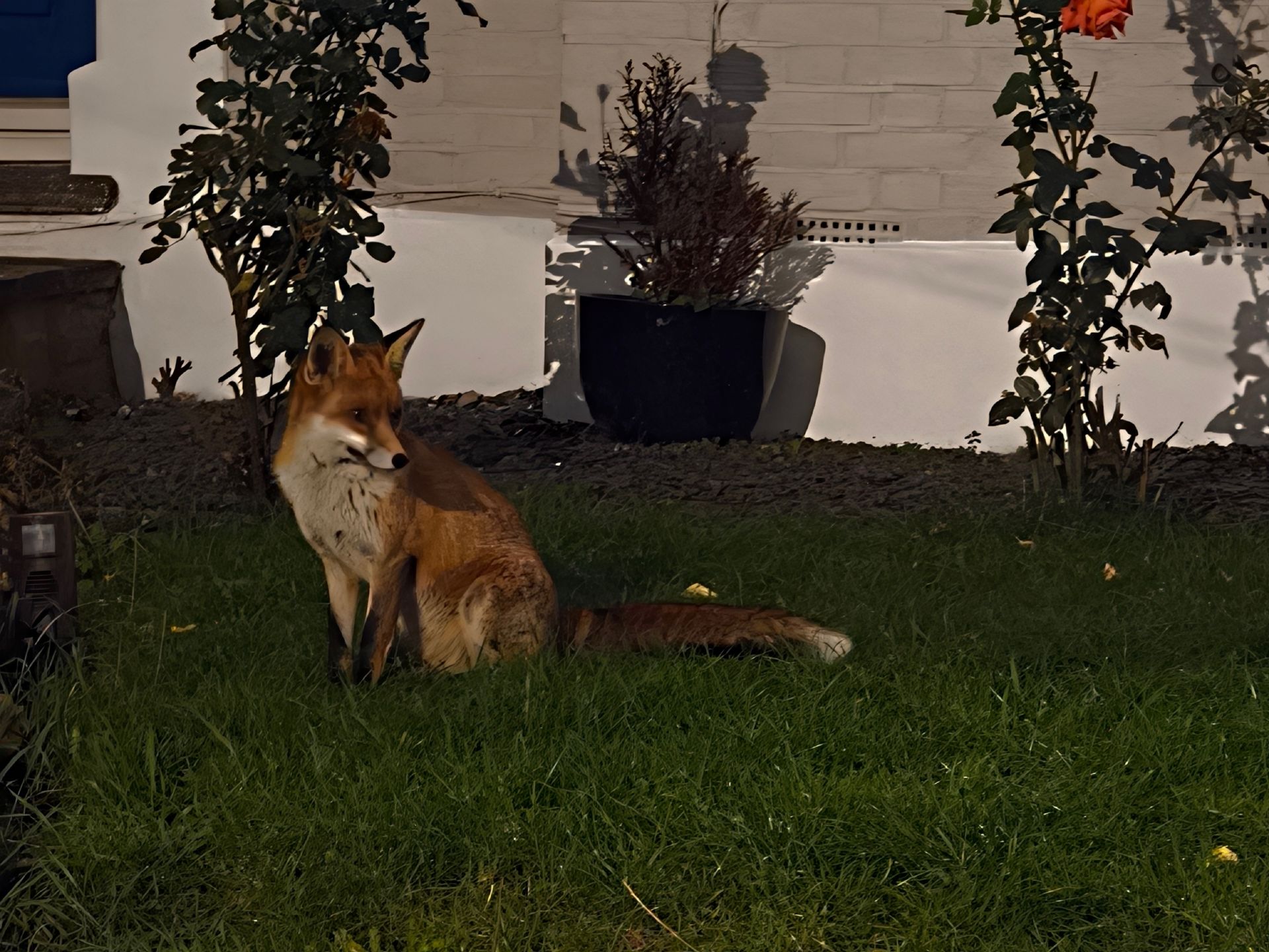 A fox in a front garden