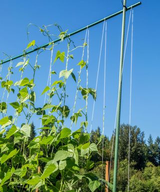 String trellis for growing beans